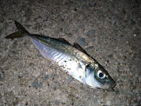 メバリングのはずがアジング